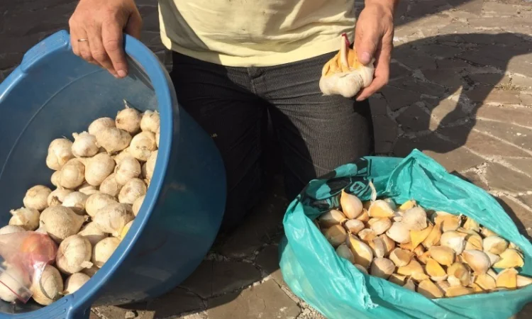 Продам Рокамболь семена - фото № 3