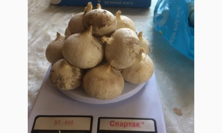 Насіння Рокамболя на продаж - фото № 4