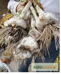 Продам Рокамболь семена - фото № 4