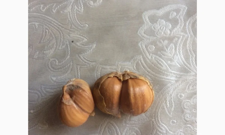 Продам Рокамболь семена - фото № 5