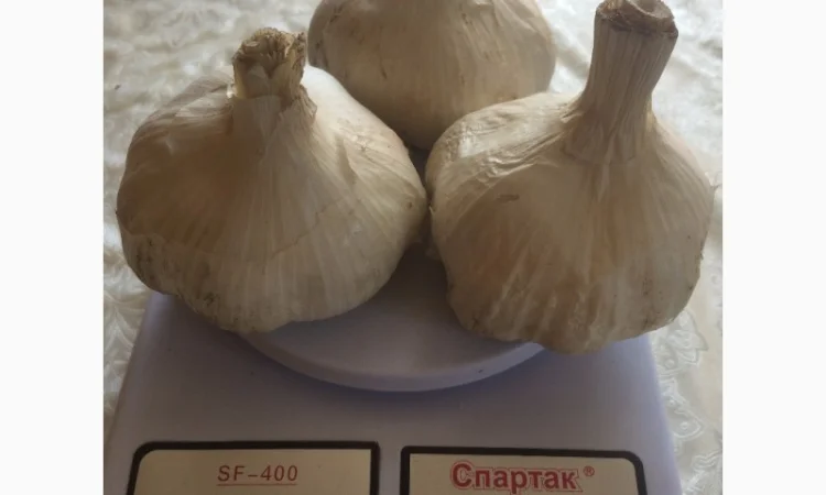 Продам Рокамболь семена - фото № 6