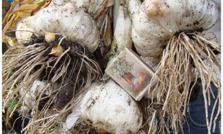 Продам Рокамболь семена - фото № 7