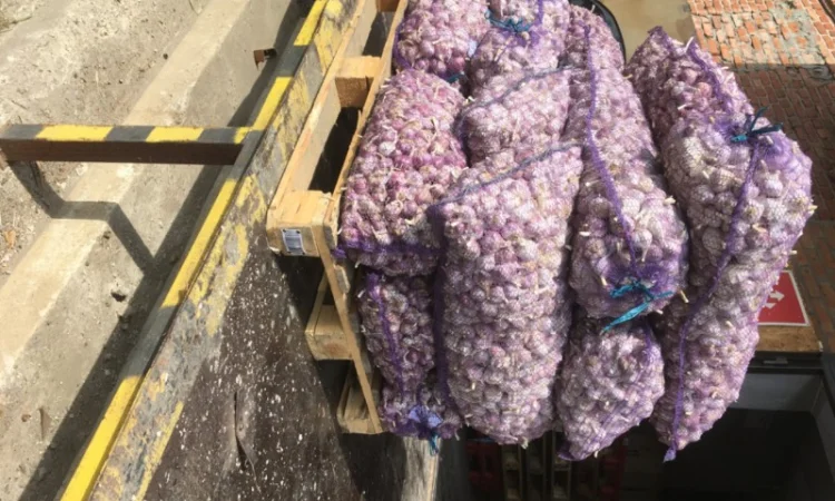 Часник софіївський - фото № 1