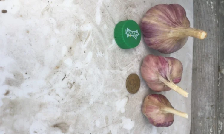 Часник софіївський - фото № 2