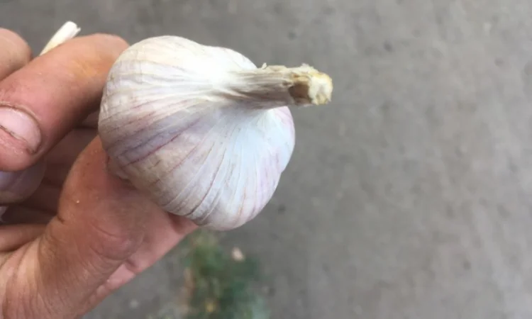 Часник софіївський - фото № 3