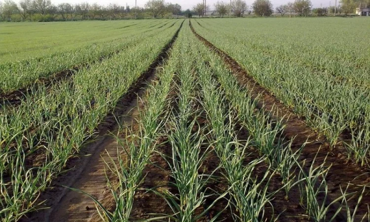 Продам Однозубку Любаші - фото № 1