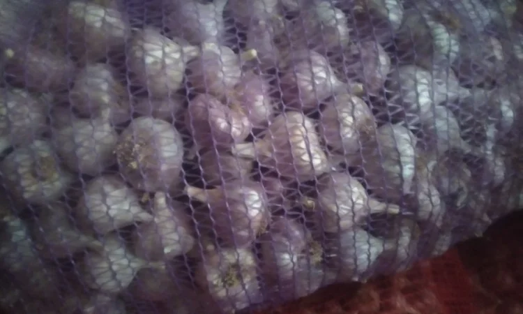 Продам Чосник - фото № 1