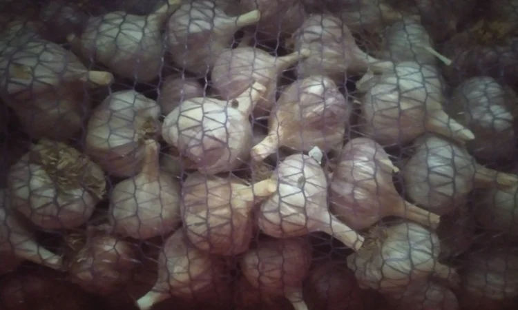 Продам Чосник - фото № 2