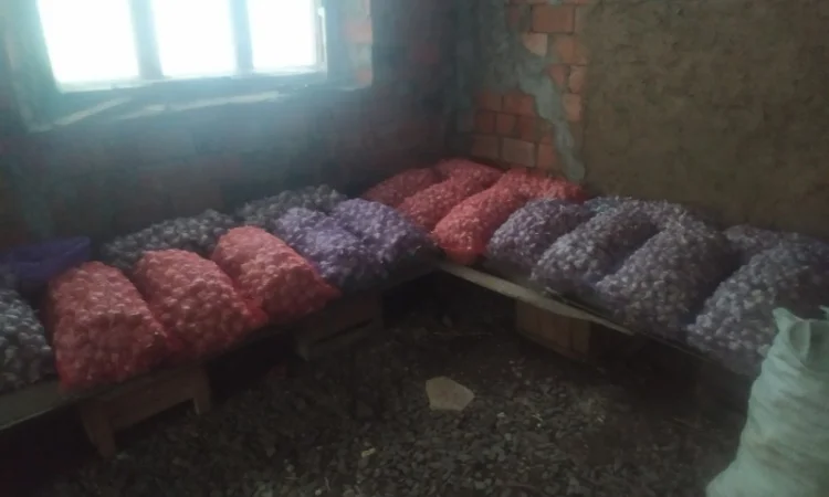 Продам Чосник - фото № 3