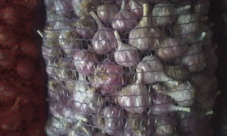 Продам Чосник - фото № 4