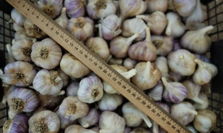 Продаж часник сорт любаша - фото № 3