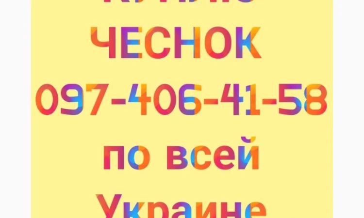 Куплю чеснок за наличный расчёт - фото № 1