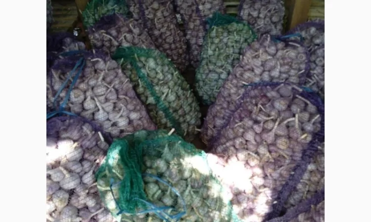 Продам часник - фото № 1