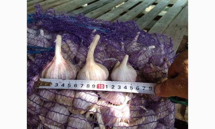 Продам часник - фото № 3