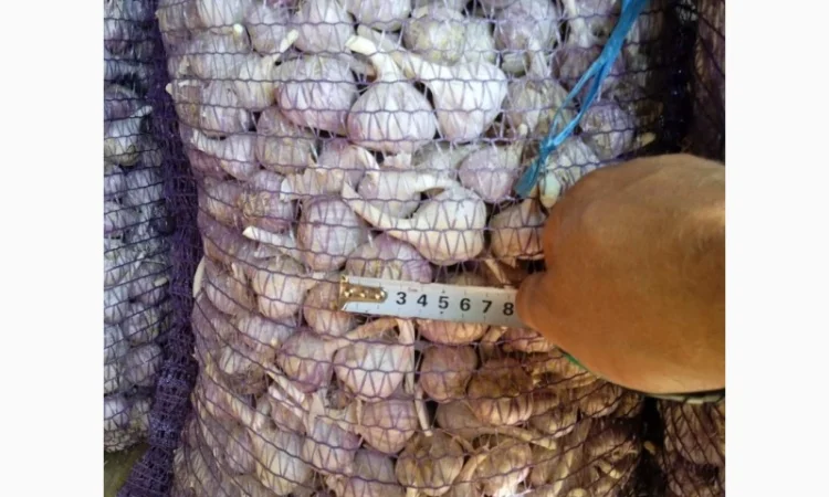 Продам часник товарний 0, 5 тонни - фото № 1