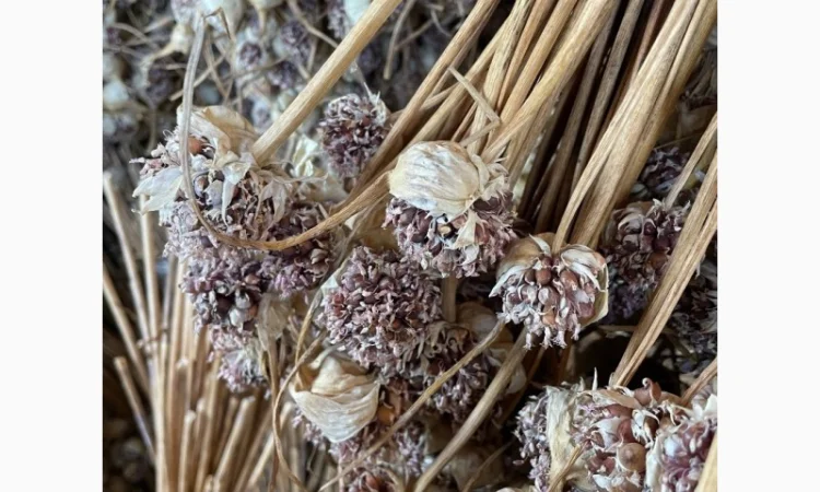 Чеснок "Любаша"воздушка - фото № 1