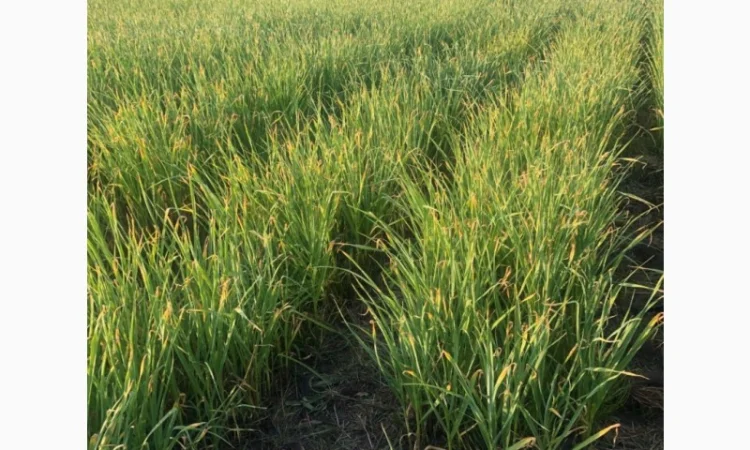 Чеснок "Любаша"воздушка - фото № 3