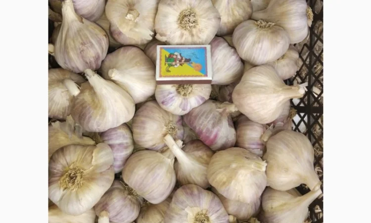 Продам часник сорт любаша перша репродукція - фото № 1