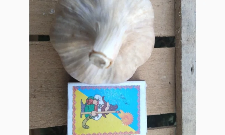 Продам часник сорт любаша перша репродукція - фото № 2