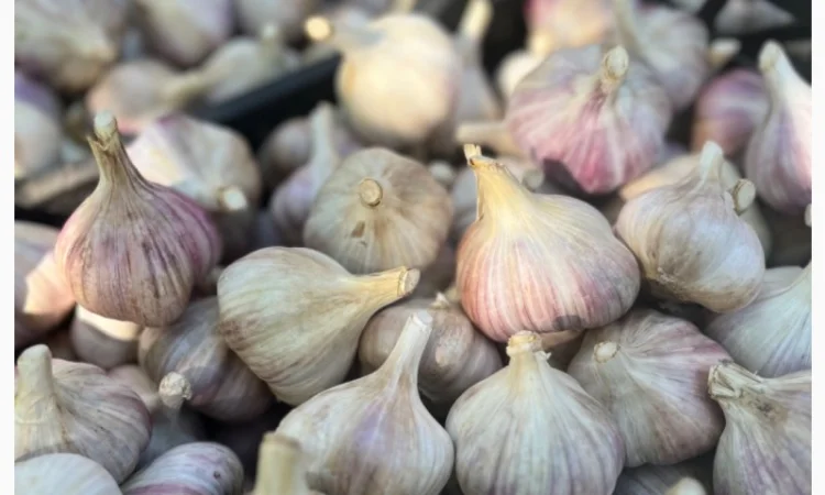 Продам часник - фото № 1