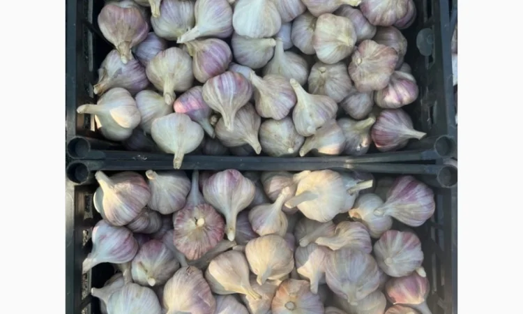 Продам часник - фото № 2