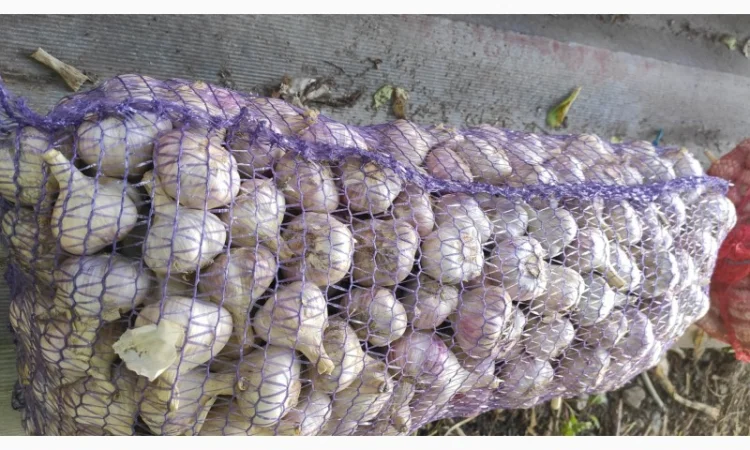 Часник Любаша - фото № 1