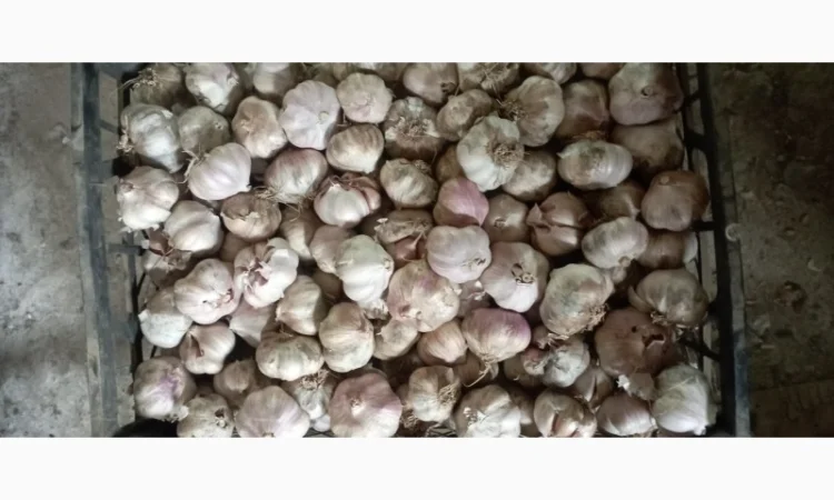 Продам чеснок молодой - фото № 1