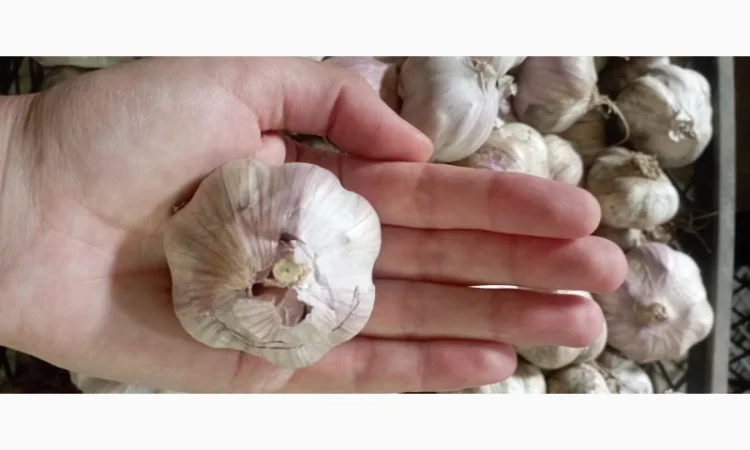 Продам чеснок молодой - фото № 2