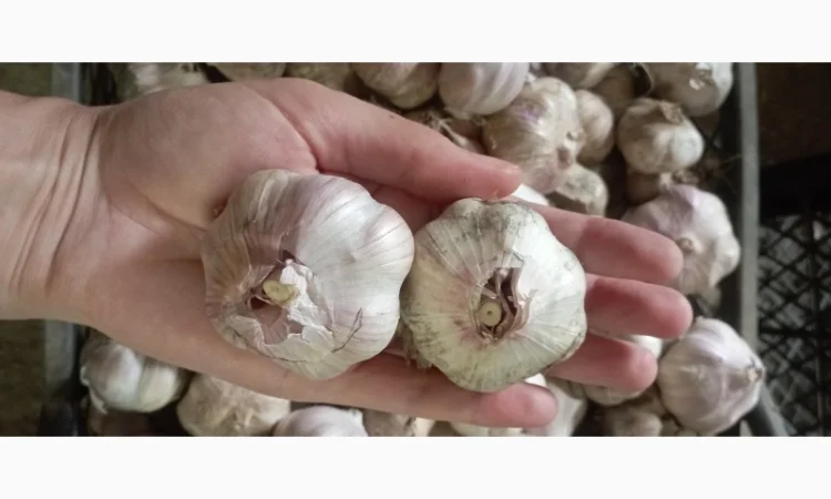 Продам чеснок молодой - фото № 3