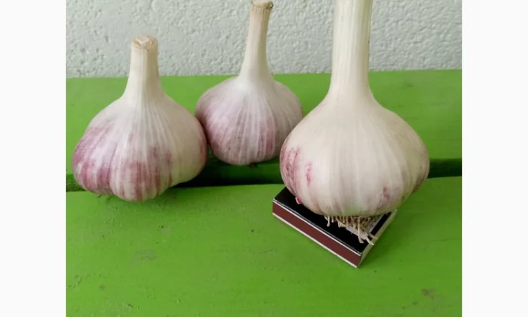 Продам часник сорт любаша - фото № 2