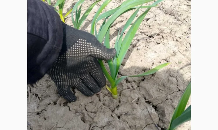 Продам часник сорт любаша - фото № 3