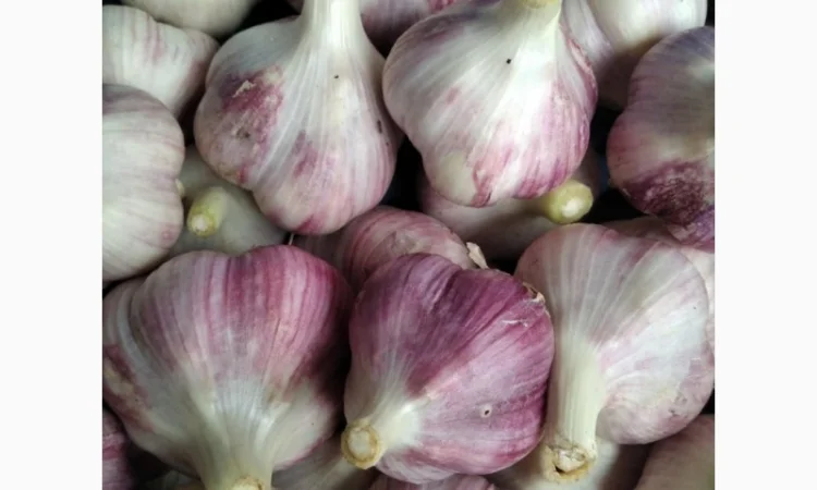 Продам молодий часник любаші - фото № 1