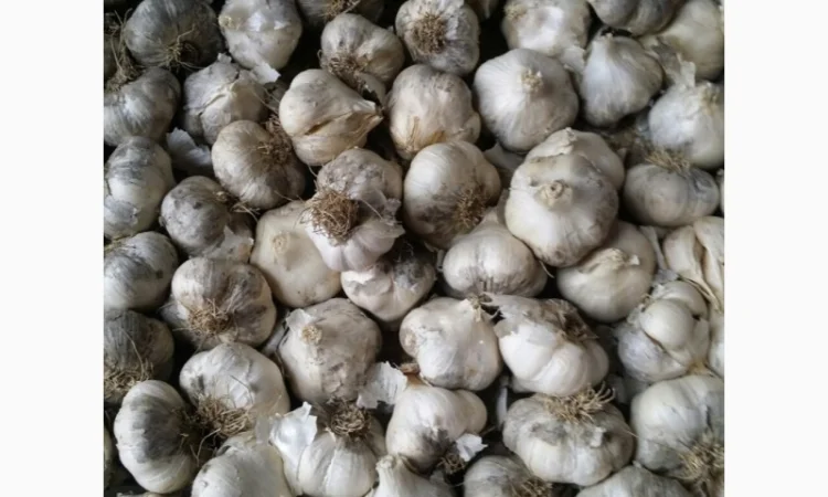 Закуповуємо часник 5+см та однозубку часнику ціна дорого - фото № 1
