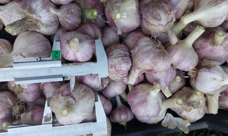 Продам товарний часник, сорт любаш - фото № 1