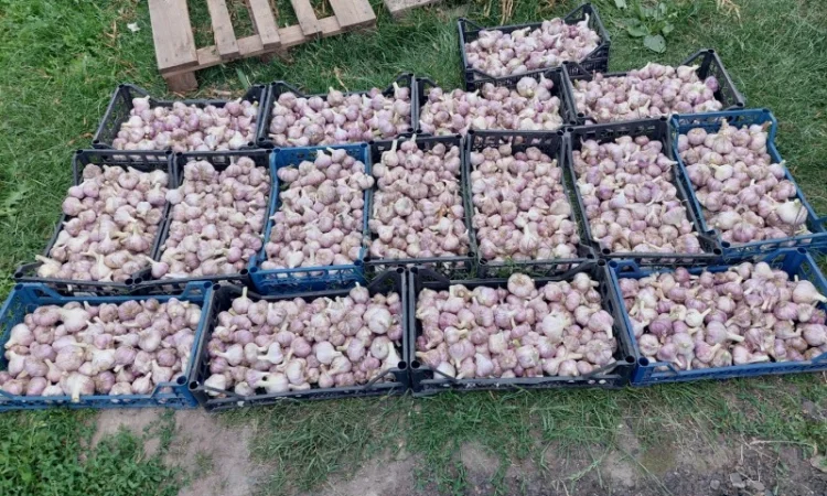 Продам товарний часник, сорт любаш - фото № 2