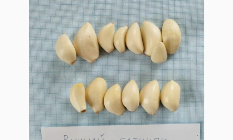Чеснок очищенный - фото № 1