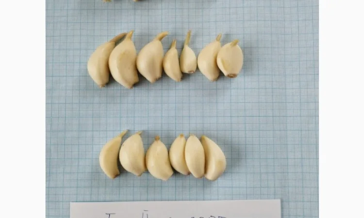 Чеснок очищенный - фото № 2