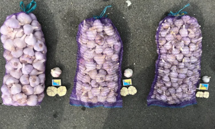 Продам чеснок 20-30, 30-38 мм, 40-50 мм, 50+мм - фото № 2