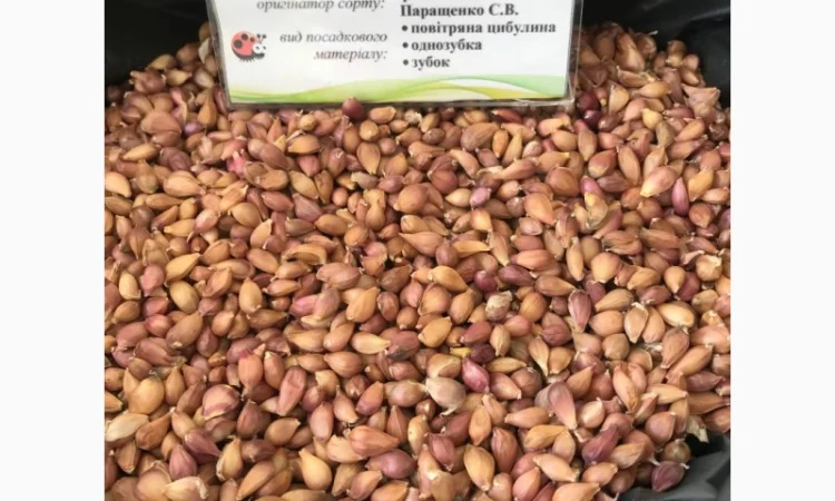 Продам воздушку чеснока сорт "Ирен" напрямую от автора сорта - фото № 1