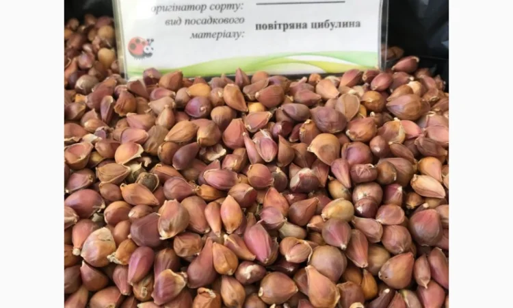 Продам воздушку чеснока сорт "Ирен" напрямую от автора сорта - фото № 2