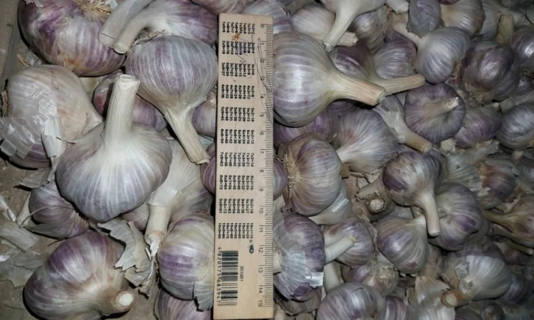 Продам часник любаша 2 репродукція - фото № 5