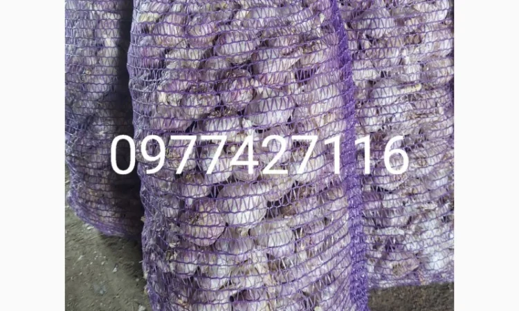 Продам часник любаша 2 репродукція - фото № 1