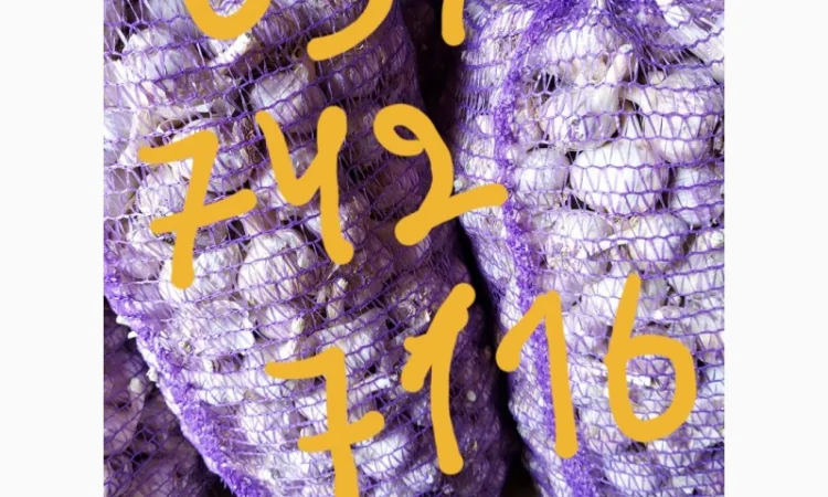 Продам часник любаша 2 репродукція - фото № 2