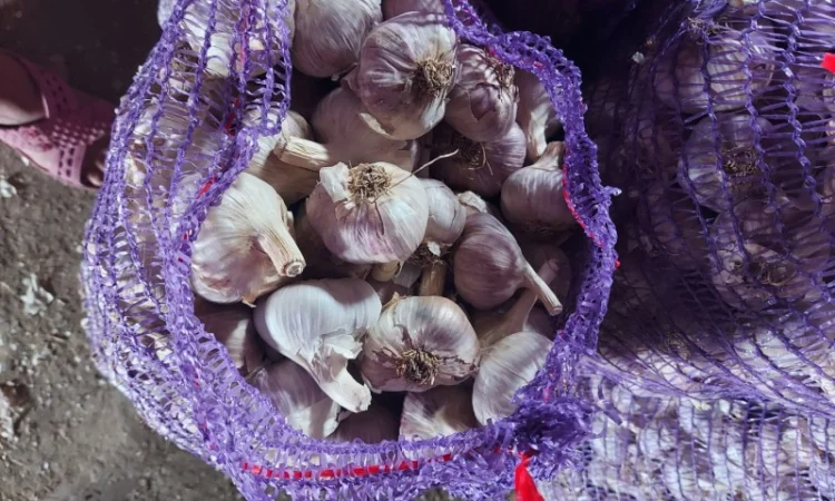 Продам часник любаша 2 репродукція - фото № 3