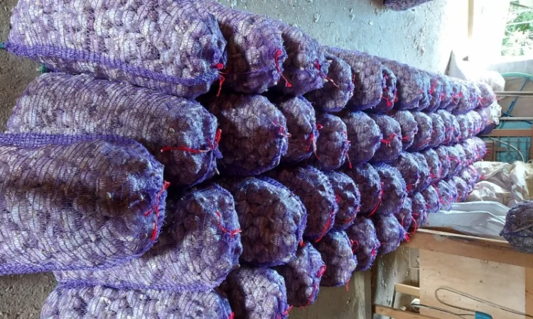 Продам часник любаша 2 репродукція - фото № 4