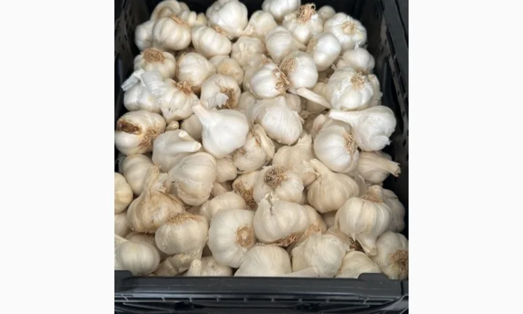 Vând usturoi origine spaniol calitatea 1 comercial calitatea 2 industrial - фото № 2