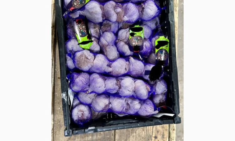 Vând usturoi origine spaniol calitatea 1 comercial calitatea 2 industrial - фото № 3