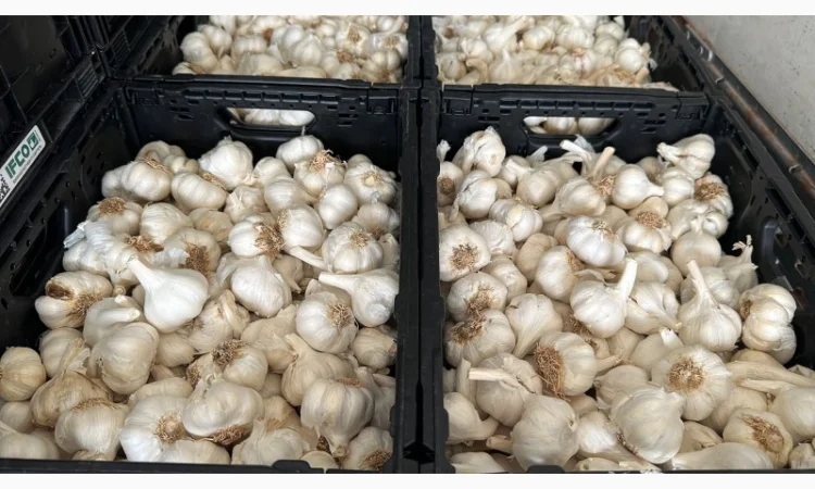 Vând usturoi origine spaniol calitatea 1 comercial calitatea 2 industrial - фото № 5