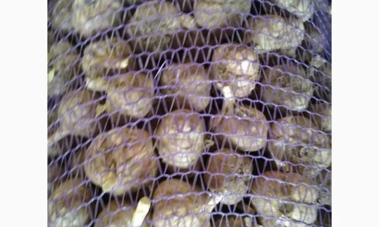 Продам часник - фото № 1