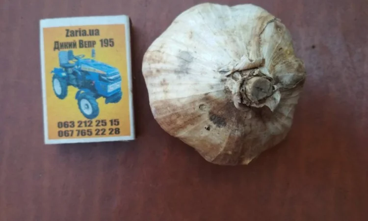 Продам часник - фото № 2